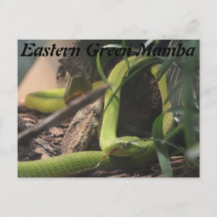 Eastern Green Mamba Postkarte