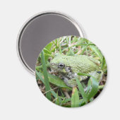 Eastern Grey Treefrog Nature Photography Magnet (Vorderseite/Rückseite)