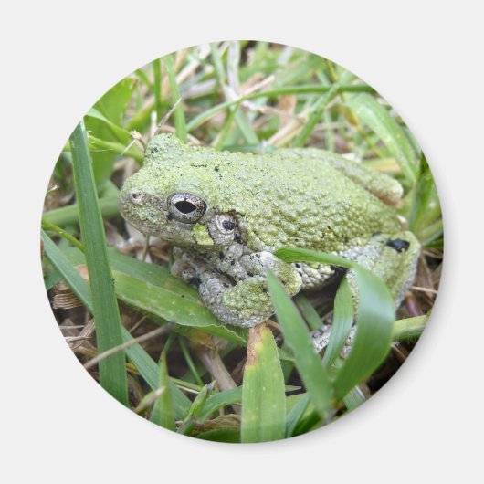 Eastern Grey Treefrog Nature Photography Magnet (Vorne)