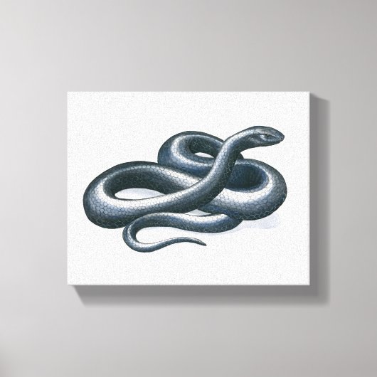 Eastern Indigo Snake Canvas Print Leinwanddruck (Vorderseite)