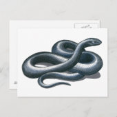 Eastern Indigo Snake Postcard Postkarte (Vorne/Hinten)