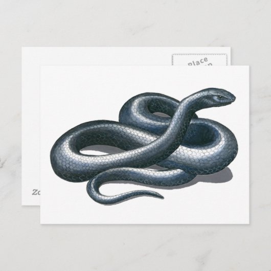 Eastern Indigo Snake Postcard Postkarte (Vorne/Hinten)