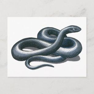 Eastern Indigo Snake Postcard Postkarte