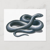 Eastern Indigo Snake Postcard Postkarte (Vorderseite)