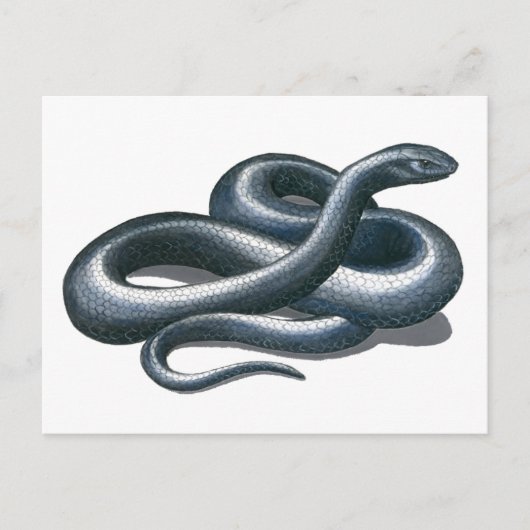 Eastern Indigo Snake Postcard Postkarte (Vorderseite)
