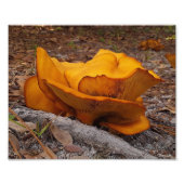 Eastern Jack O'Lantern Mushrooms Fotodruck (Vorne)