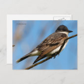 Eastern Kingbird Flycatcher Songbird auf einer Zwe Postkarte (Vorne/Hinten)