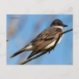 Eastern Kingbird Flycatcher Songbird auf einer Zwe Postkarte