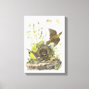 Eastern Meadowlark von Audubon Leinwanddruck