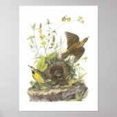 Eastern Meadowlark von Audubon Poster (Vorne)