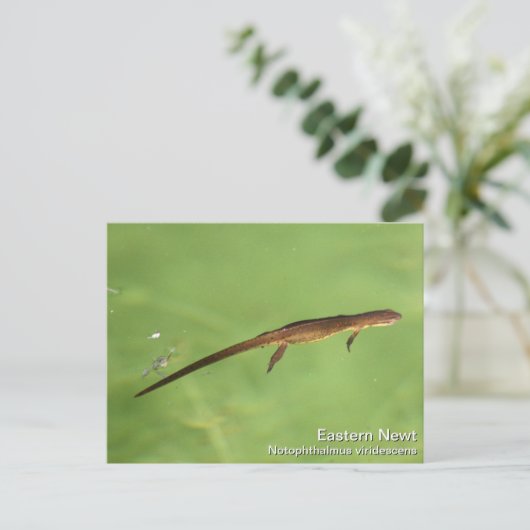 Eastern Newt Postkarte (Stehend Vorderseite)