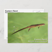 Eastern Newt Postkarte (Vorne/Hinten)
