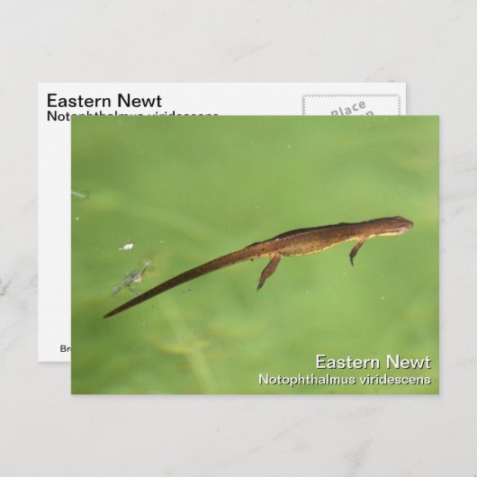 Eastern Newt Postkarte (Vorne/Hinten)
