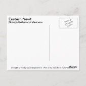 Eastern Newt Postkarte (Rückseite)