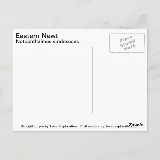 Eastern Newt Postkarte (Rückseite)