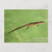 Eastern Newt Postkarte (Vorderseite)