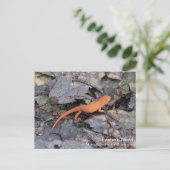 Eastern Newt Postkarte (Stehend Vorderseite)