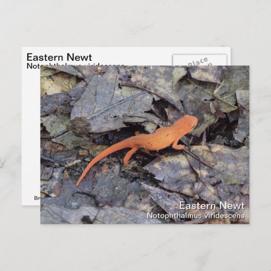 Eastern Newt Postkarte (Vorne/Hinten)