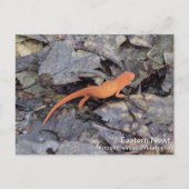 Eastern Newt Postkarte (Vorderseite)