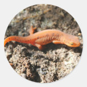 Eastern Newt Runder Aufkleber (Vorderseite)