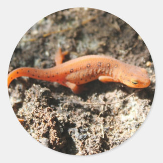 Eastern Newt Runder Aufkleber