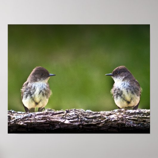 Eastern Phoebe Fledglings Poster (Vorne)