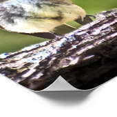 Eastern Phoebe Fledglings Poster (Ecke)