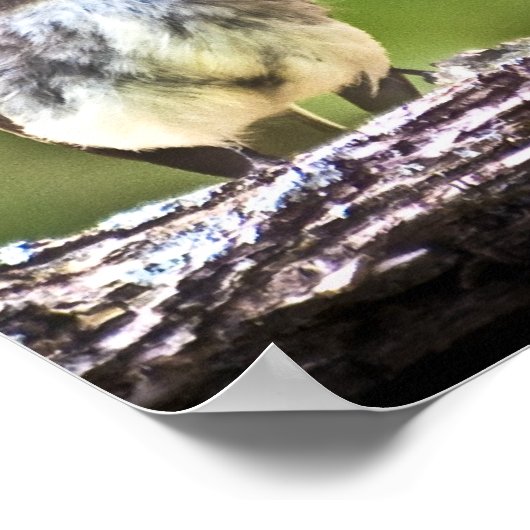 Eastern Phoebe Fledglings Poster (Ecke)