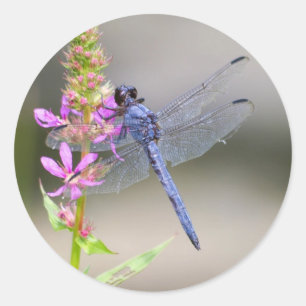 Eastern Pondhawk Runder Aufkleber