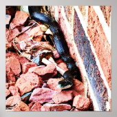 Eastern Rat Snake Poster (Vorne)