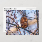 Eastern Red Bat Postkarte (Vorne/Hinten)