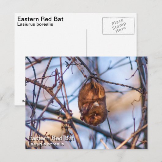 Eastern Red Bat Postkarte (Vorne/Hinten)