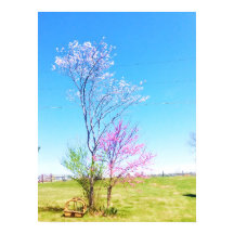 Eastern Redbud steht neben Eastern Redcedar