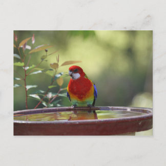 Eastern Rosella Australisch Postkarte