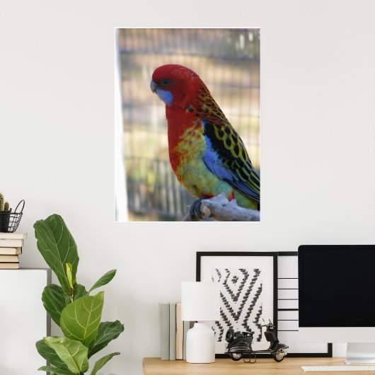 Eastern Rosella Parakeet Poster (Heimbüro)