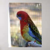 Eastern Rosella Parakeet Poster (Vorne)