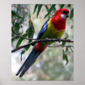 Eastern Rosella Poster (Vorne)