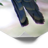 Eastern Rosella Poster (Ecke)