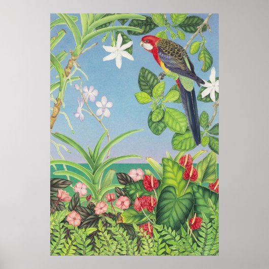 Eastern Rosella Poster (Vorne)