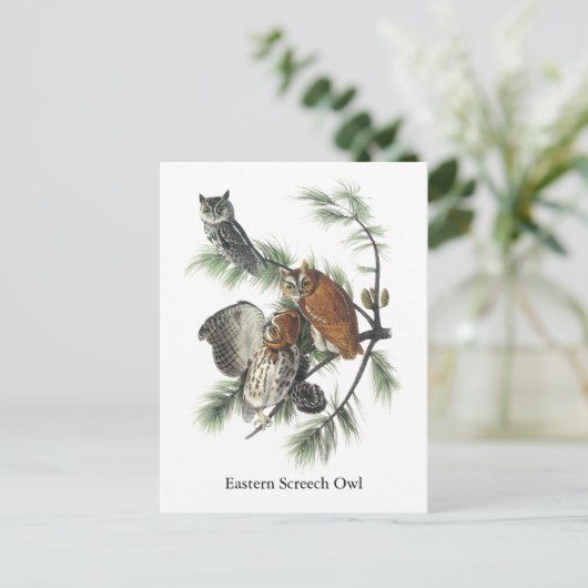 Eastern Screech Owl, John Audubon Postkarte (Stehend Vorderseite)