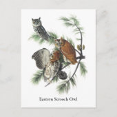 Eastern Screech Owl, John Audubon Postkarte (Vorderseite)