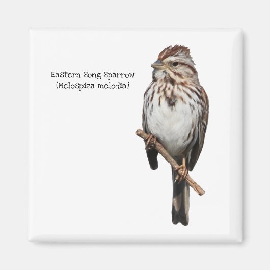 Eastern Song Sparrow Magnet (Vorne)