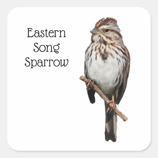 Eastern Song Sparrow Quadratischer Aufkleber (Vorderseite)