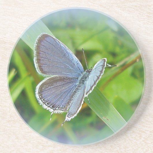 Eastern Tails Blue Butterfly Untersetzer (Vorne)