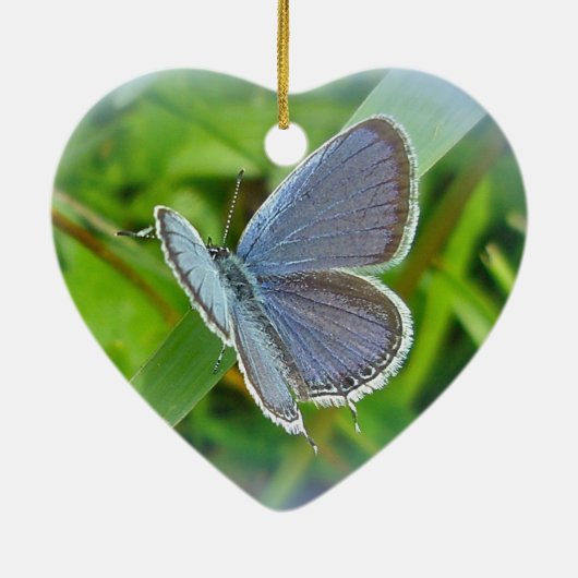 Eastern Tails Blue Butterfly Weihnachtsschmuck (Hinten)