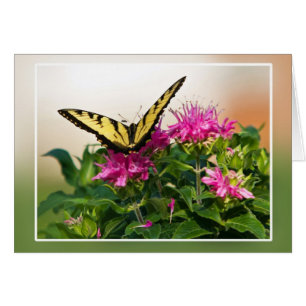 Eastern Tiger Frack Butterfly