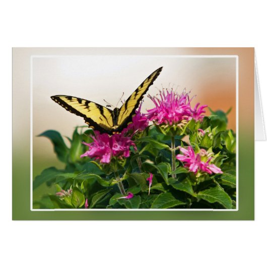 Eastern Tiger Frack Butterfly (Vorderseite (Horizontal))