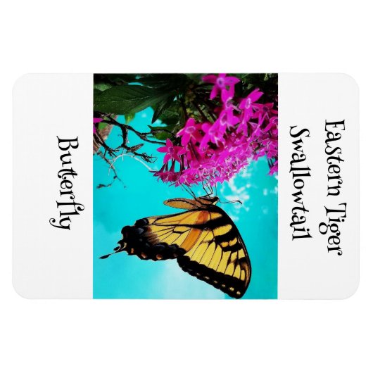 Eastern Tiger Frack Butterfly #2 Magnet (Horizontal)