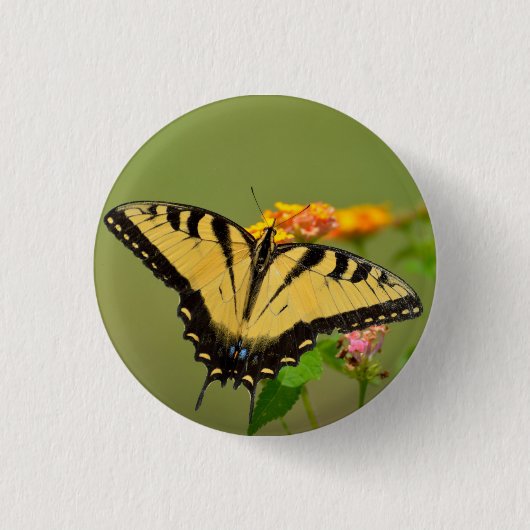 Eastern Tiger Frack Butterfly Button (Vorderseite)
