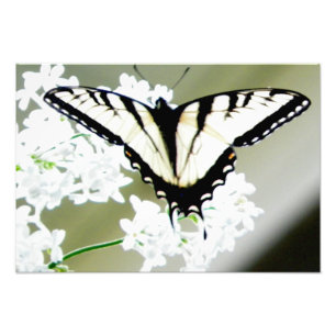 Eastern Tiger Frack Butterfly Foto